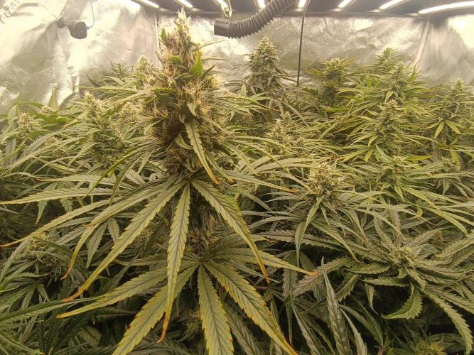 Second Grow. Week 10
