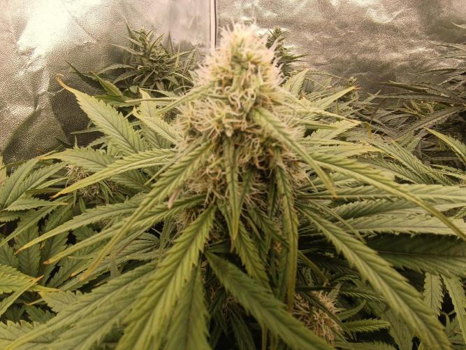 Second Grow. Week 10