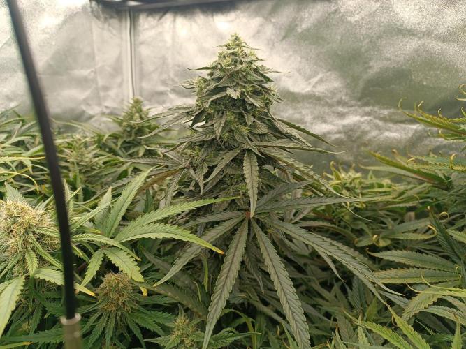 Second Grow. Week 10
