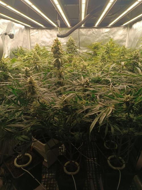 Second Grow. Week 10