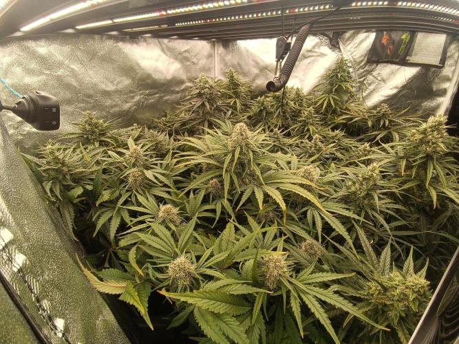 Second Grow. Week 10