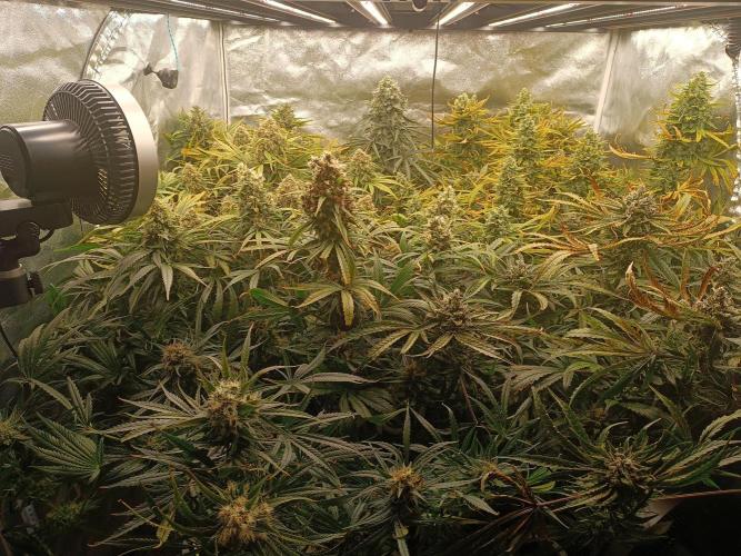 Second Grow. Week 12