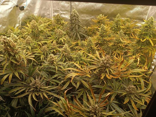 Second Grow. Week 12