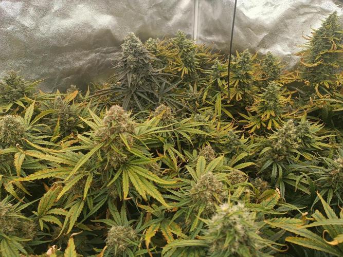 Second Grow. Week 12