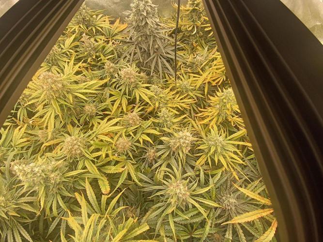 Second Grow. Week 12