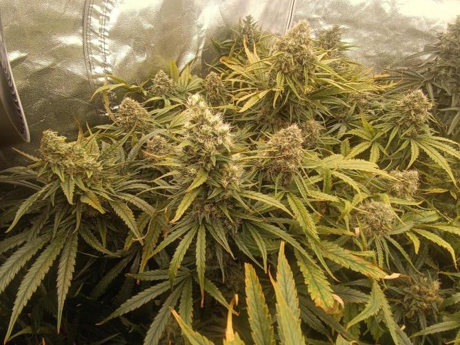 Second Grow. Week 12