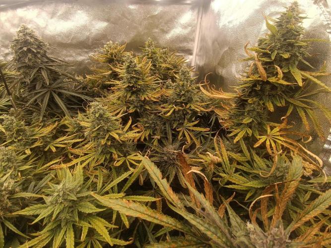 Second Grow. Week 12