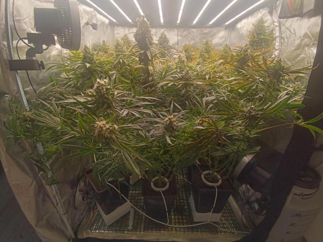 Second Grow. Week 12