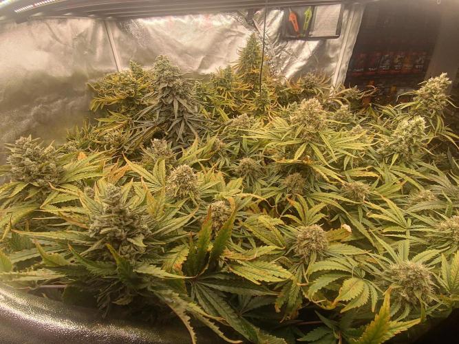 Second Grow. Week 12