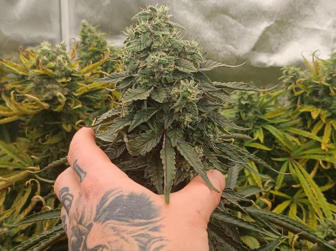 Second Grow. Week 12