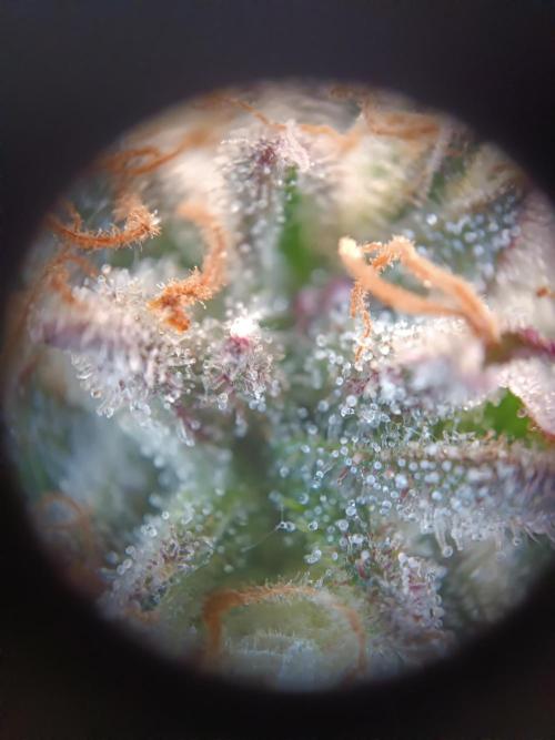 Second Grow. Week 13