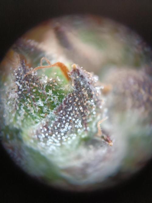 Second Grow. Week 13