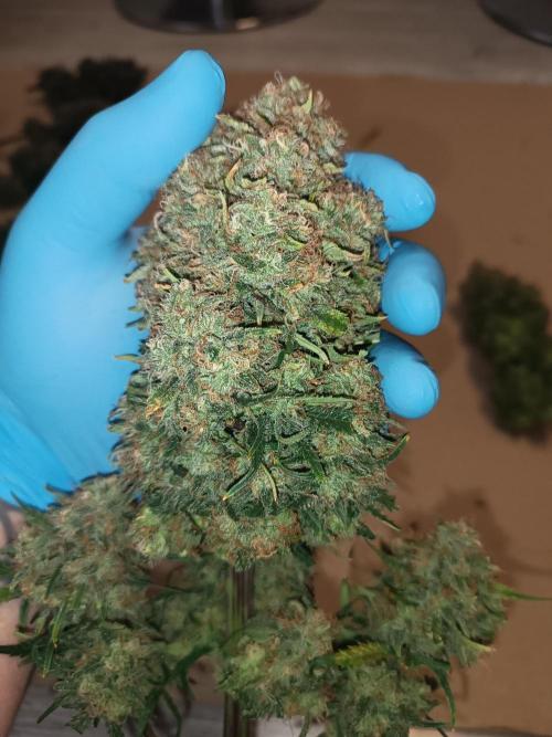 Second Grow. Week 13