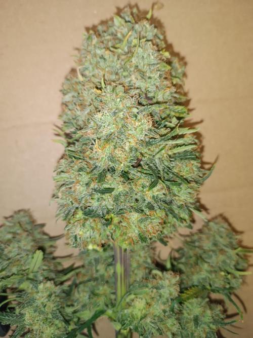 Second Grow. Week 13