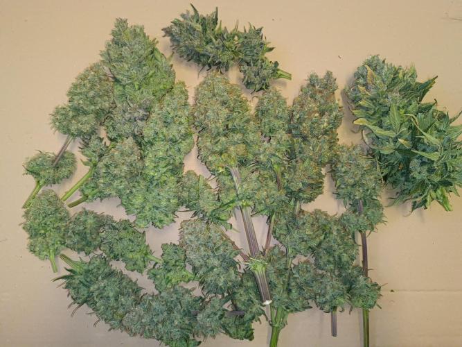 Second Grow. Week 13