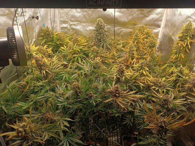 Second Grow. Week 13
