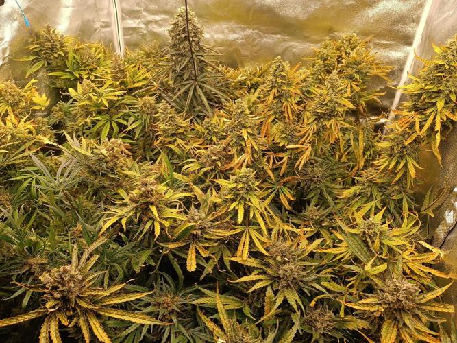 Second Grow. Week 13