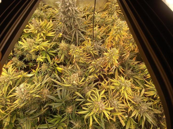 Second Grow. Week 13