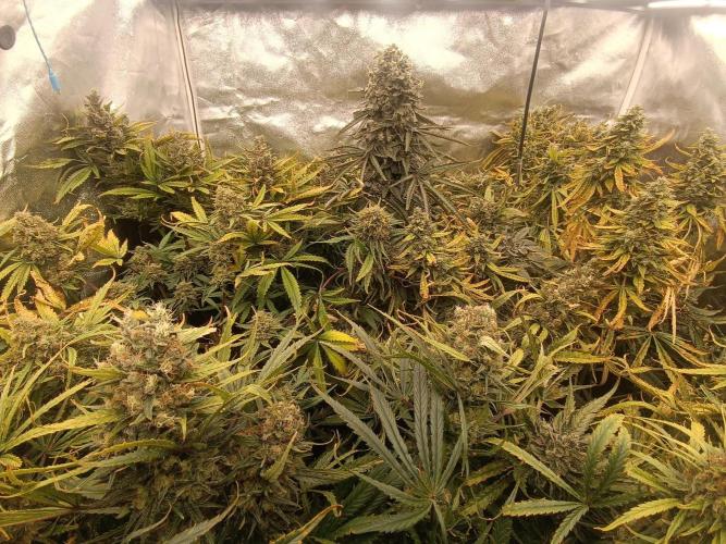 Second Grow. Week 13
