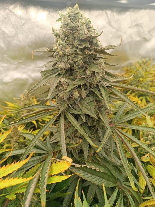 Second Grow. Week 13