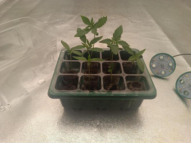 Third attempt. Week 1