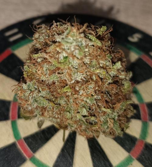 Second Grow. Week 14