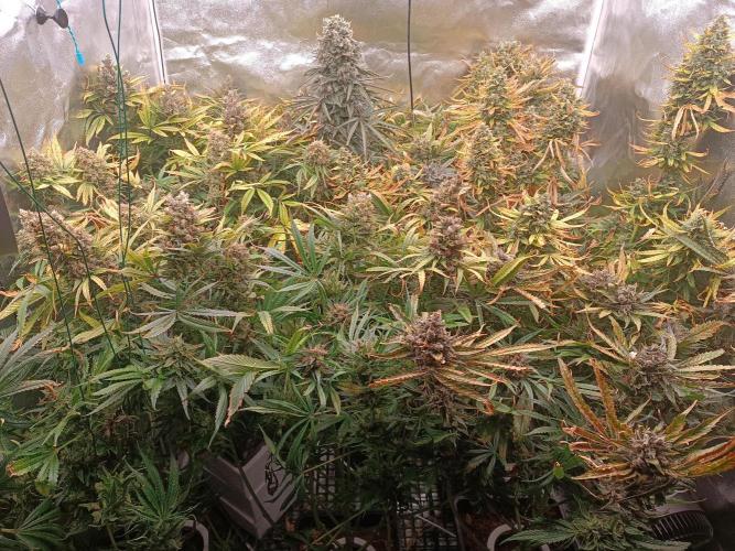 Second Grow. Week 14