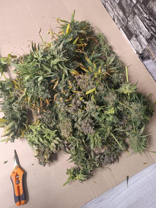 Second Grow. Week 14