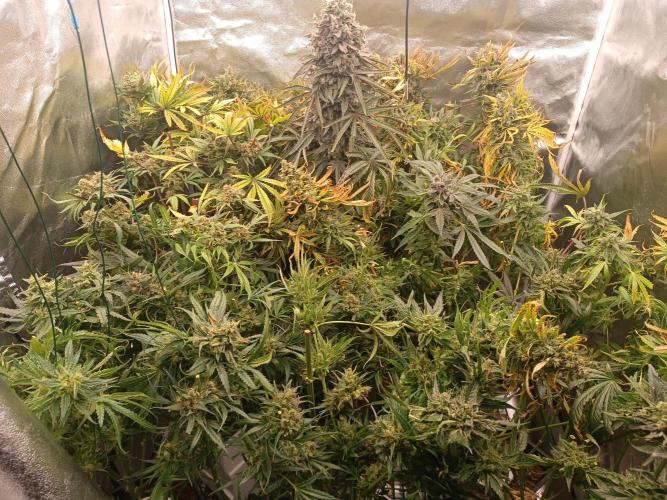 Second Grow. Week 14