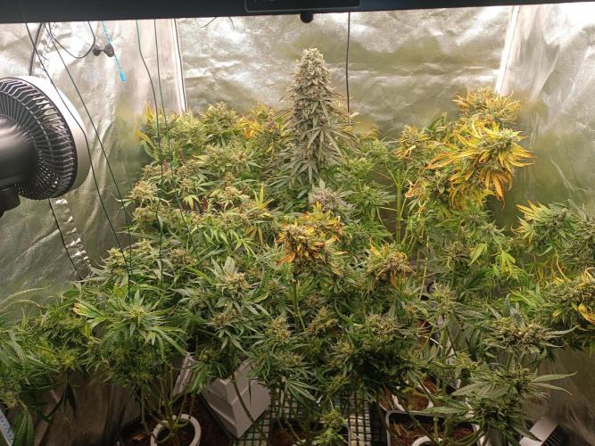 Second Grow. Week 14