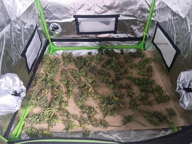 Second Grow. Week 14