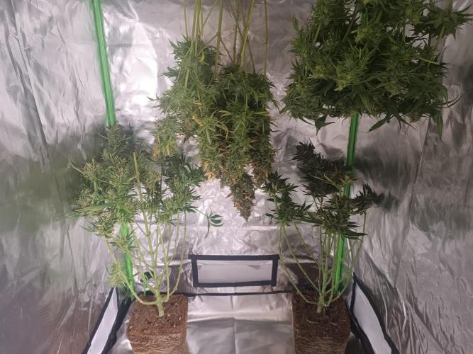 Second Grow. Week 14