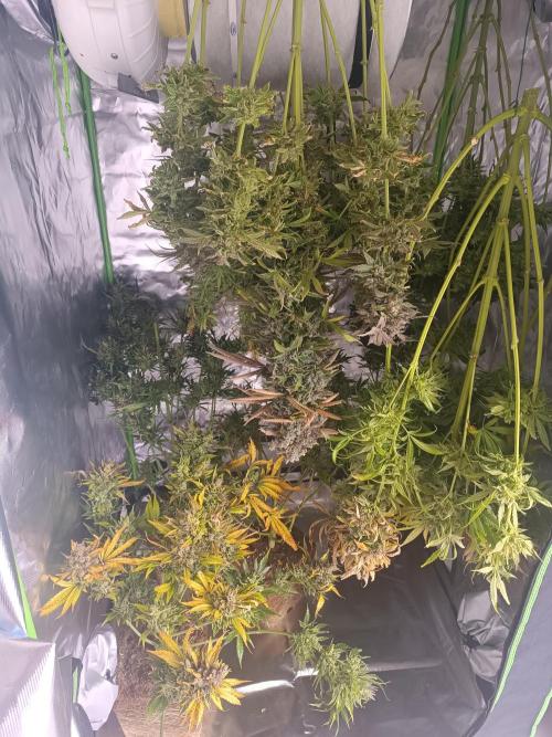 Second Grow. Week 14