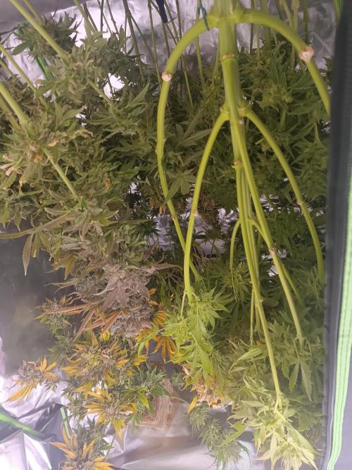 Second Grow. Week 14