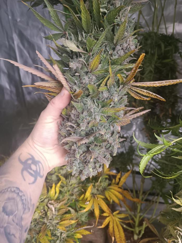 Second Grow. Week 14