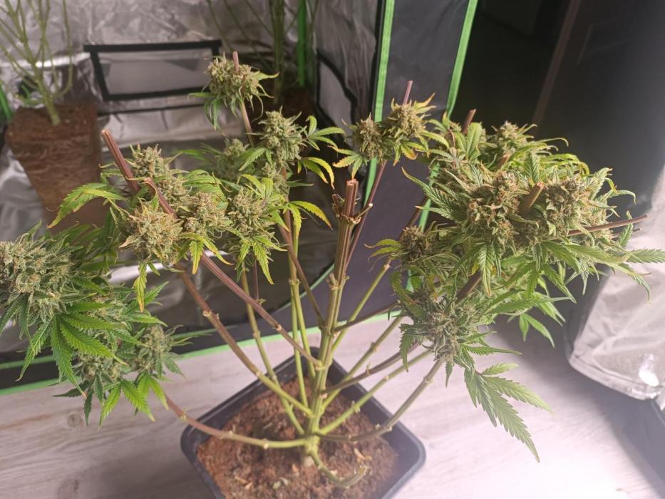 Second Grow. Week 14