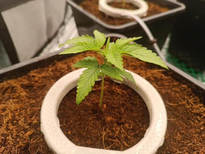 Third attempt. Week 2