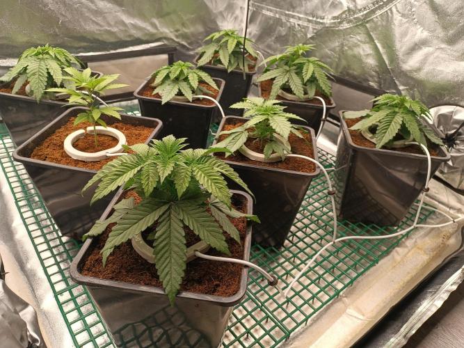 Third attempt. Week 3