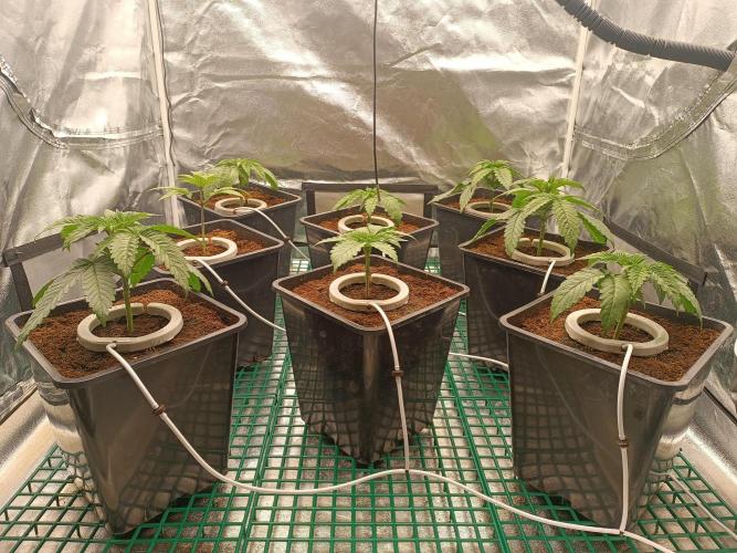 Third attempt. Week 3