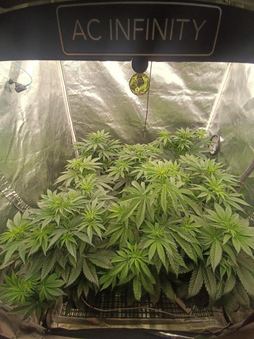 Runtz x Layer Cake. Week 6