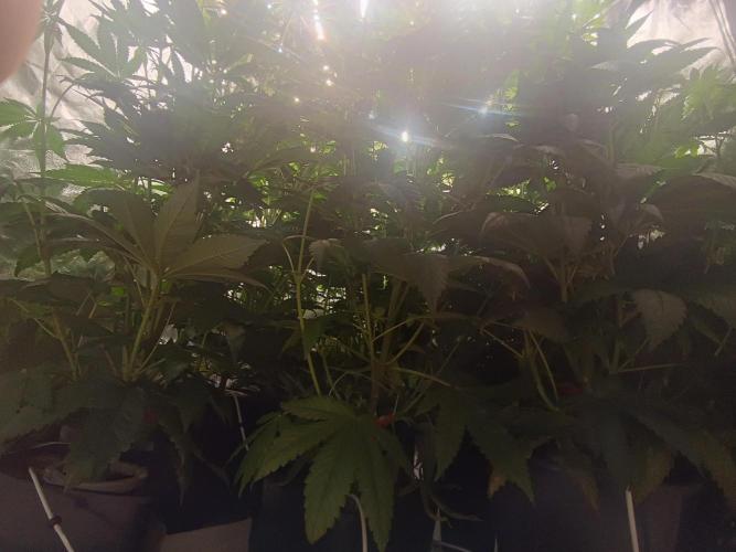 Third attempt. Week 7