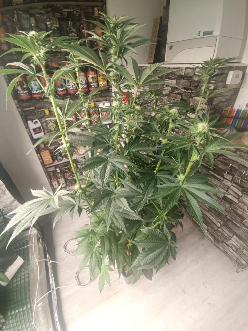 Third attempt. Week 7
