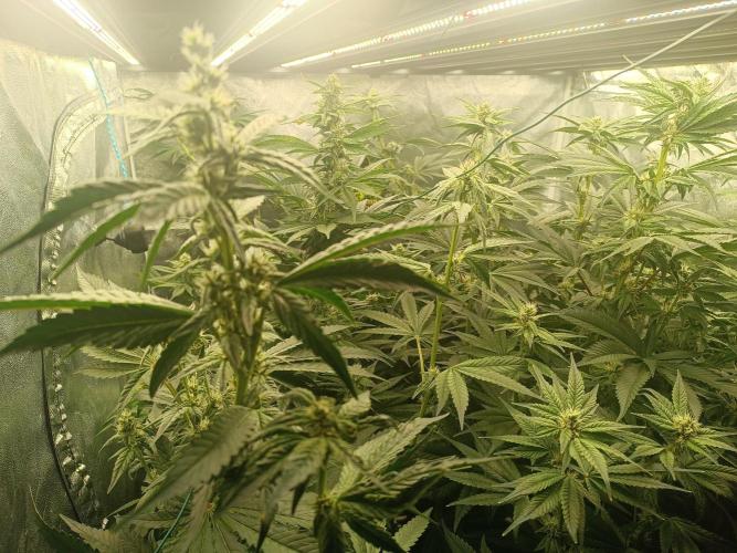 Third attempt. Week 8