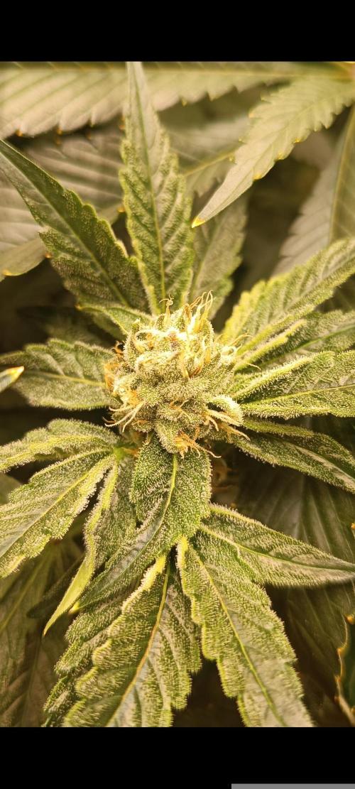 Runtz x Layer Cake. Week 9