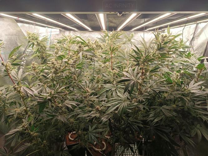 Runtz x Layer Cake. Week 10