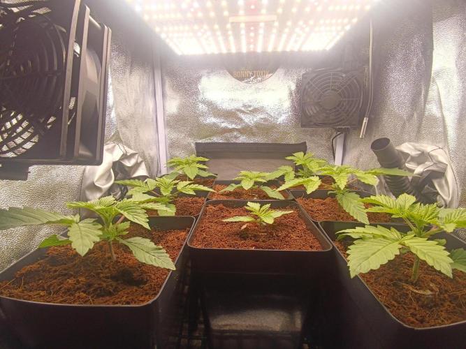 Milky Dreams. Week 1