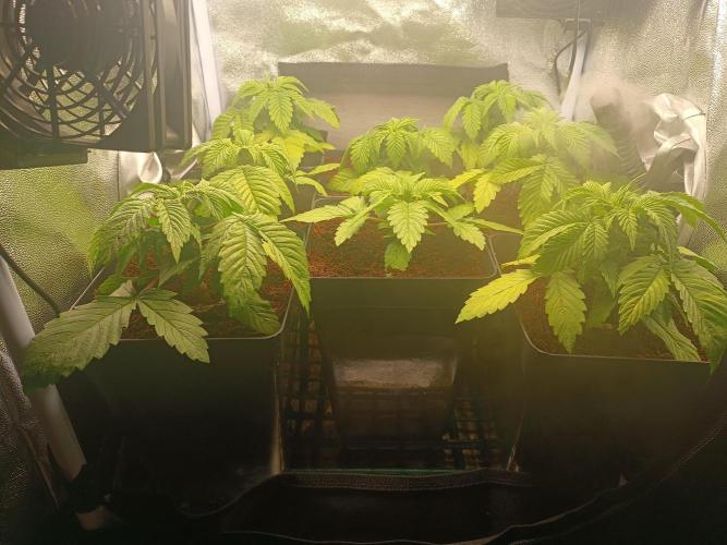 Milky Dreams. Week 2