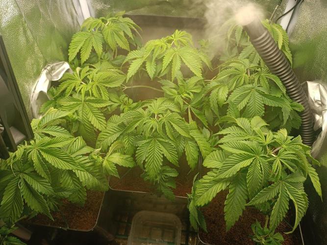 Milky Dreams. Week 3