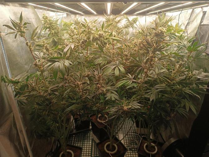 Third attempt. Week 12