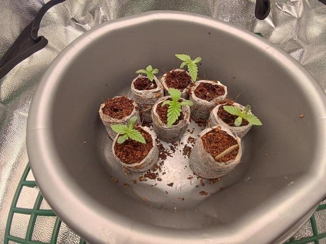 Blue Applez. Week 0